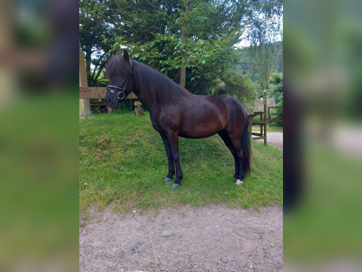 Caballos islandeses Yegua 6 años 140 cm Negro in Walshausen