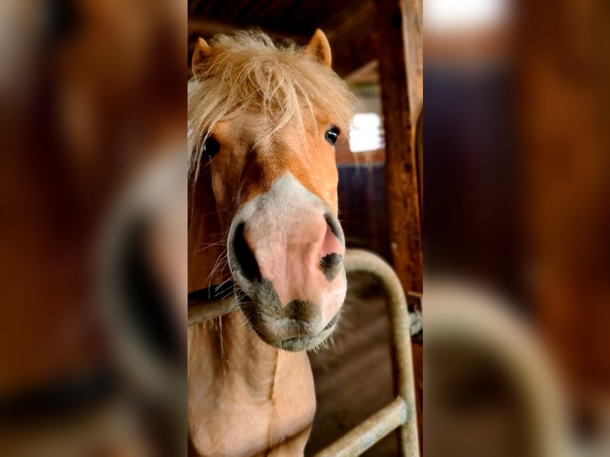 Caballos islandeses Yegua 6 años 140 cm Palomino in Reutlingen