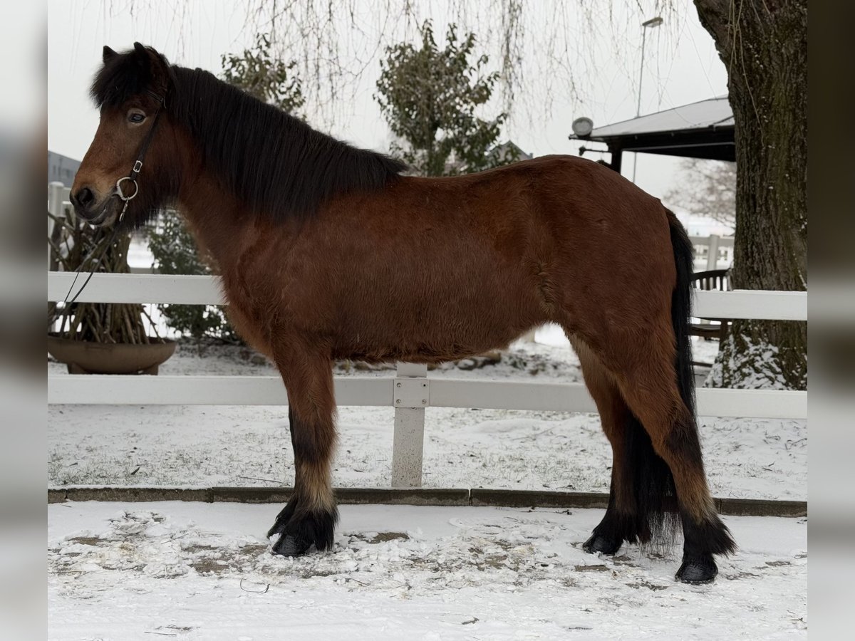 Caballos islandeses Yegua 6 años 141 cm Castaño in Lochen am See