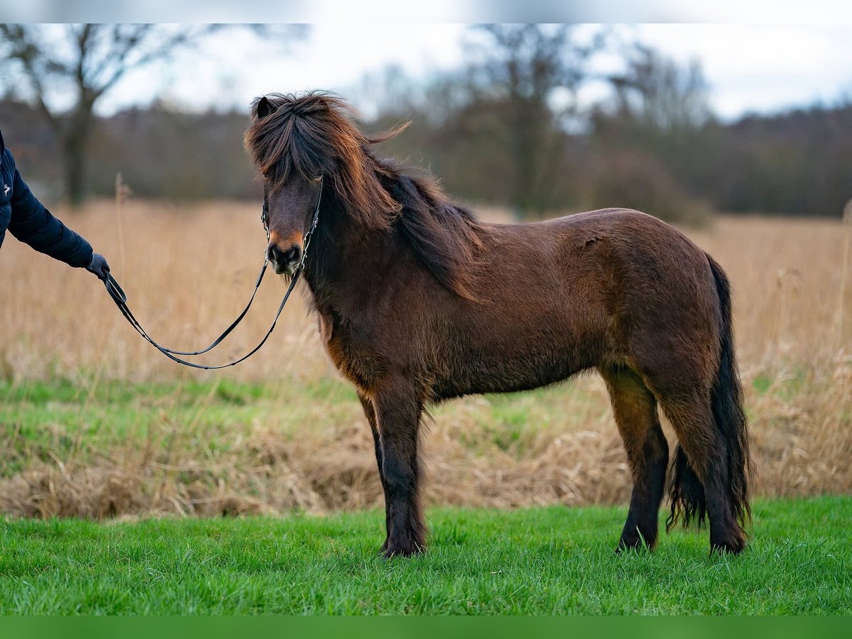 Caballos islandeses Yegua 6 años 141 cm Castaño oscuro in Seedorf