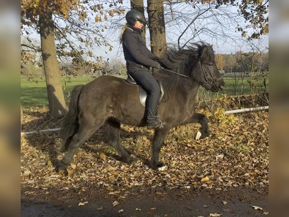 Caballos islandeses Yegua 6 años 142 cm Negro in Schneverdingen