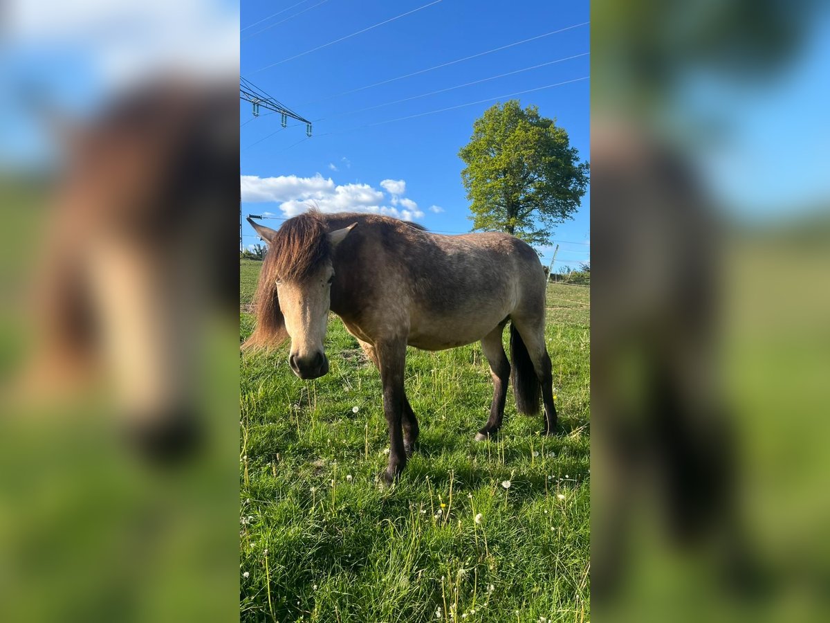 Caballos islandeses Yegua 6 años 144 cm in Blunk
