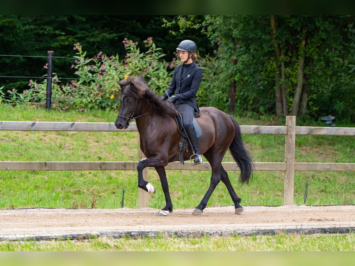 Caballos islandeses Yegua 6 años 144 cm Morcillo in Kalenborn