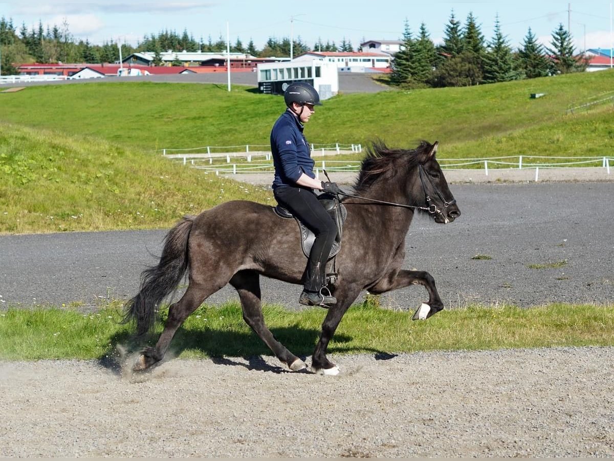 Caballos islandeses Yegua 6 años 144 cm Negro in Selfoss