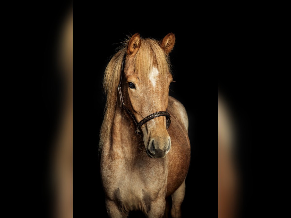 Caballos islandeses Yegua 6 años 144 cm Ruano alazán in Weselberg