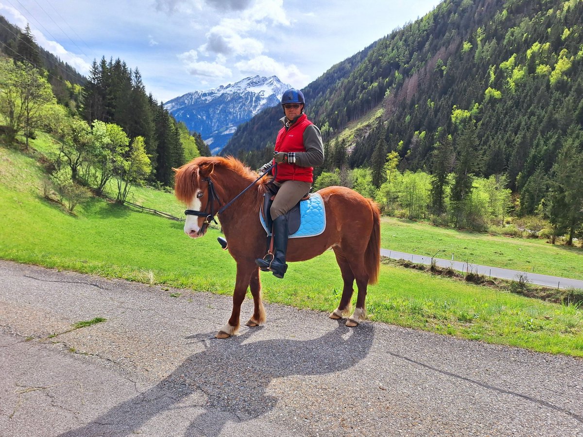 Caballos islandeses Yegua 6 años 145 cm Alazán in Flattach