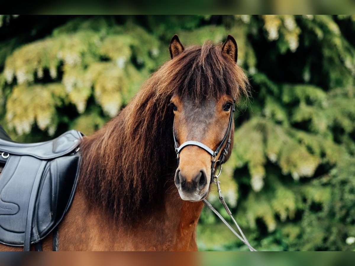 Caballos islandeses Yegua 6 años 145 cm Castaño in Taufkirchen an der Trattnach