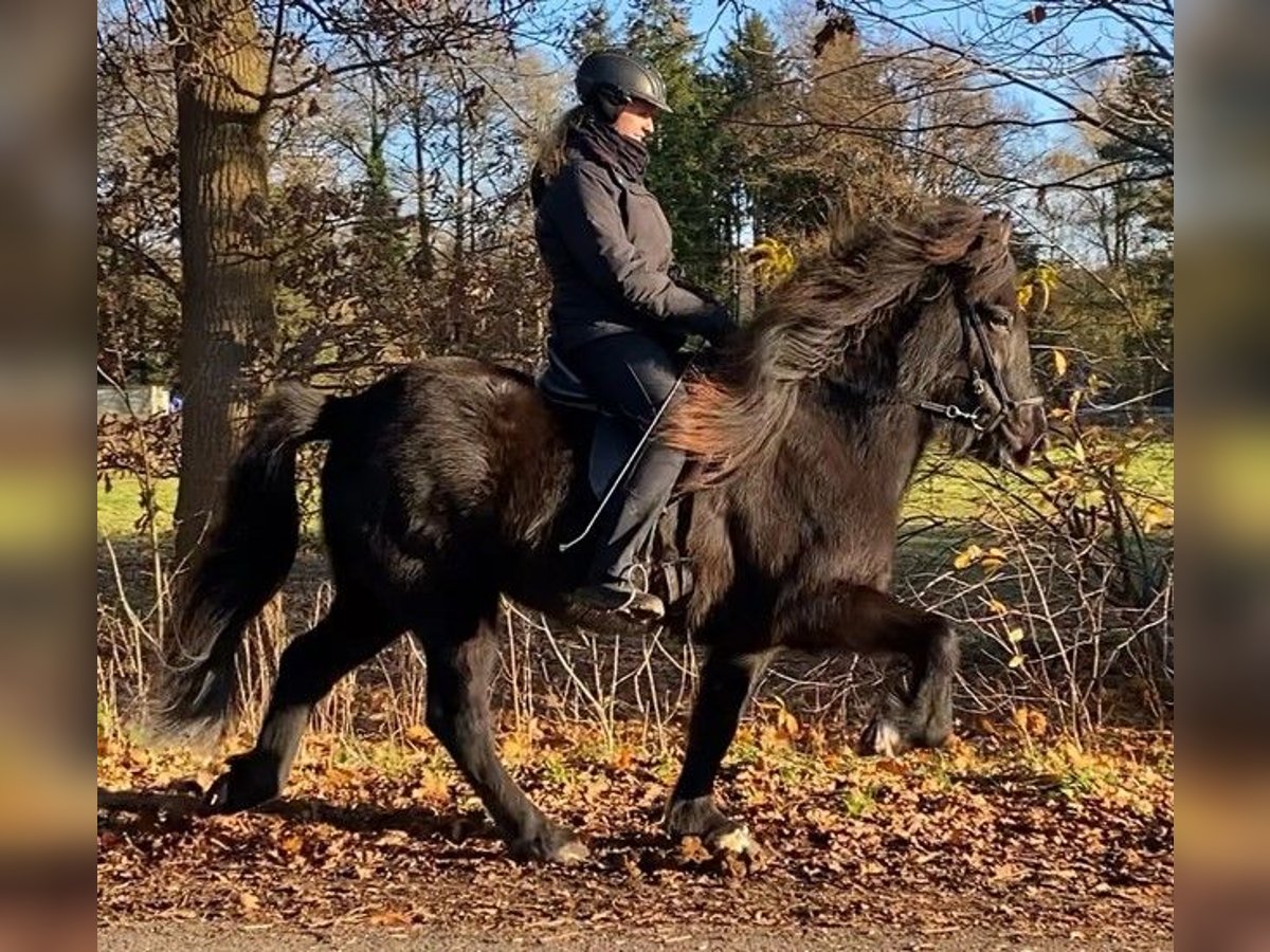 Caballos islandeses Yegua 6 años 147 cm Negro in Schneverdingen