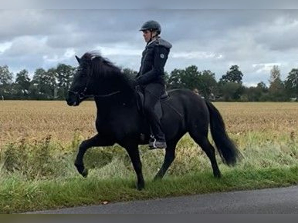 Caballos islandeses Yegua 6 años 147 cm Negro in Schneverdingen