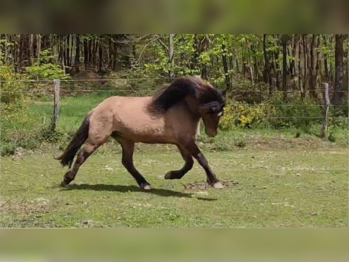 Caballos islandeses Yegua 7 años 132 cm Bayo in Haslach