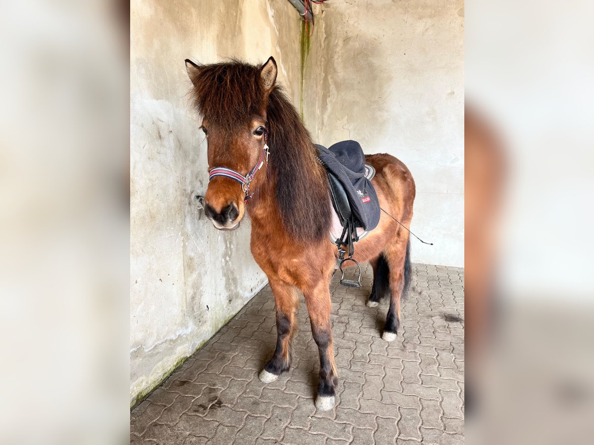 Caballos islandeses Yegua 7 años 134 cm Castaño in Grimma