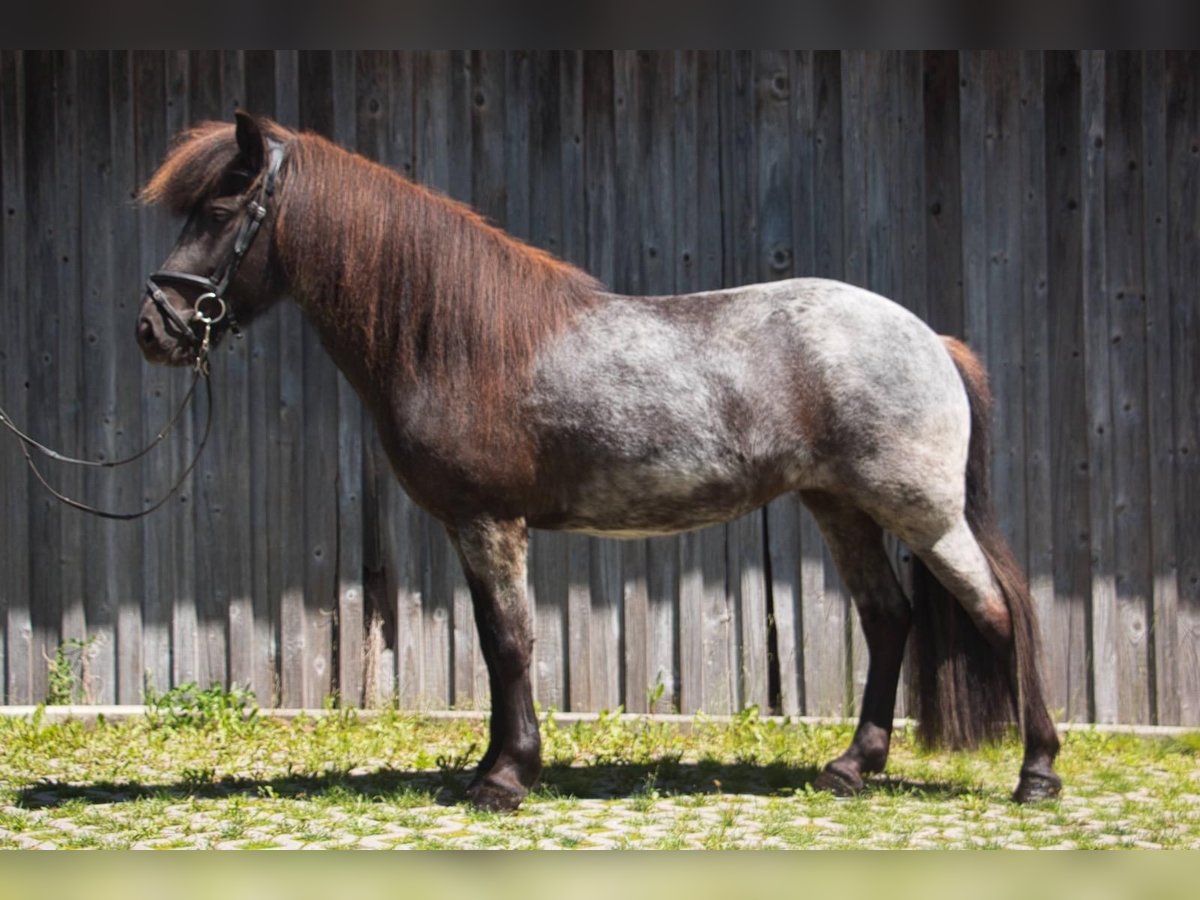 Caballos islandeses Yegua 7 años 138 cm Negro in Pfalzgrafenweiler