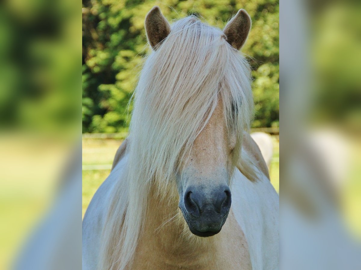 Caballos islandeses Yegua 7 años 138 cm Palomino in Saarland