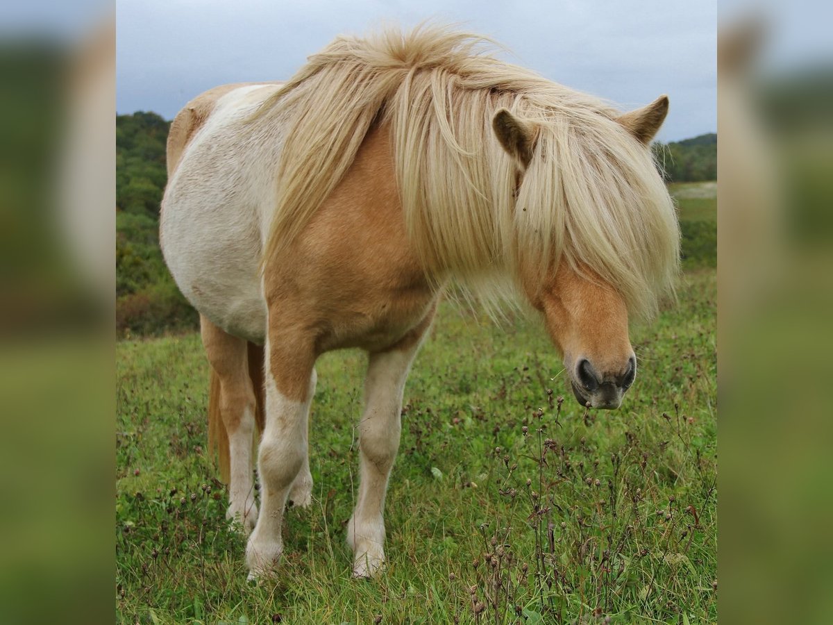 Caballos islandeses Yegua 7 años 138 cm Pío in Saarland