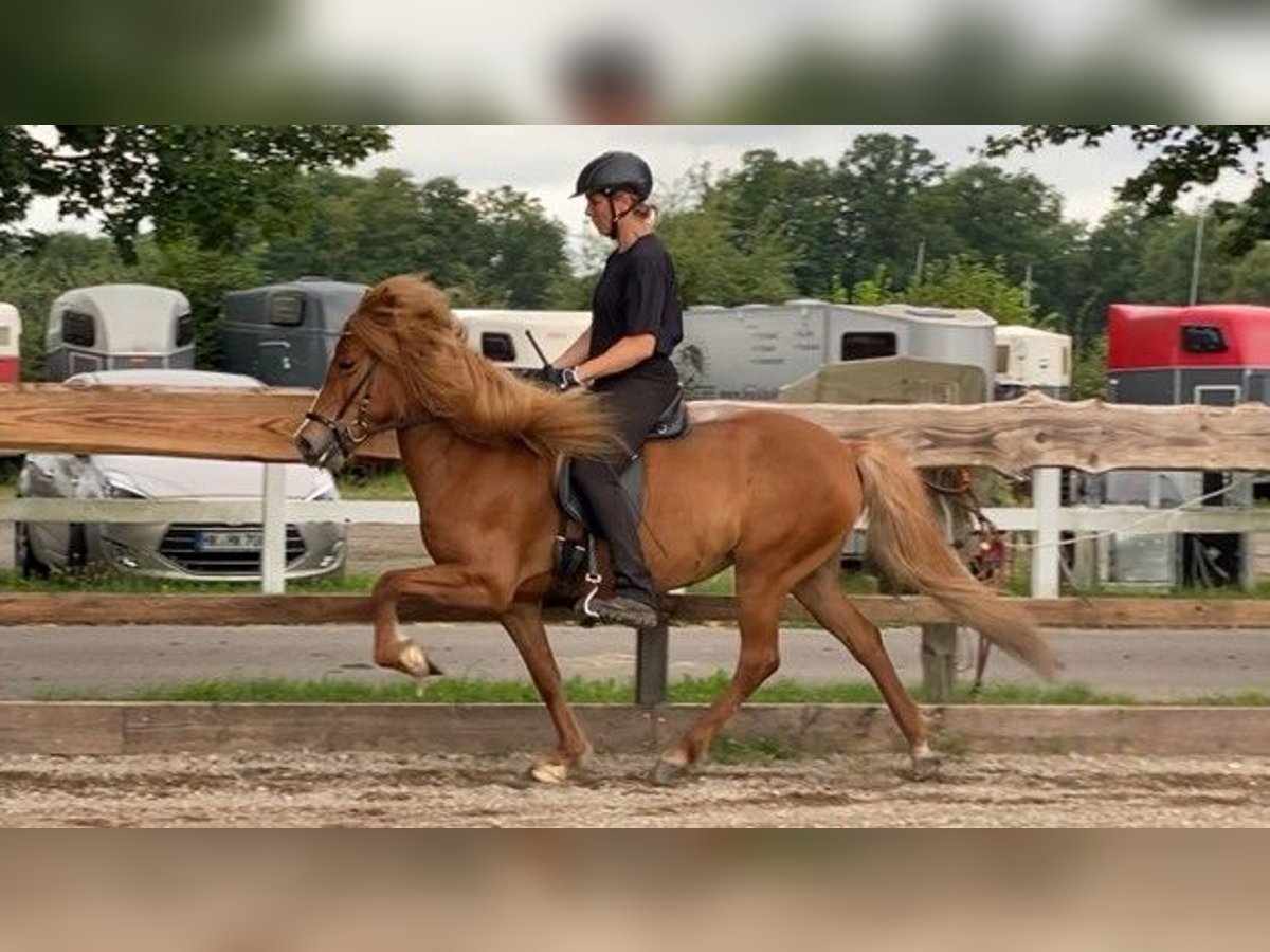 Caballos islandeses Yegua 7 años 140 cm Alazán in Schneverdingen