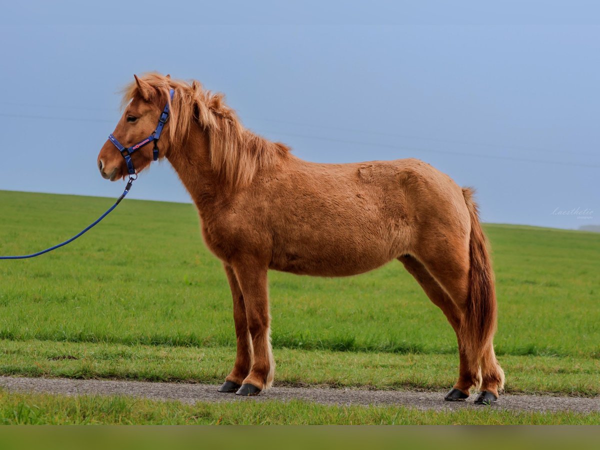 Caballos islandeses Yegua 7 años 140 cm Bayo in Straßwalchen