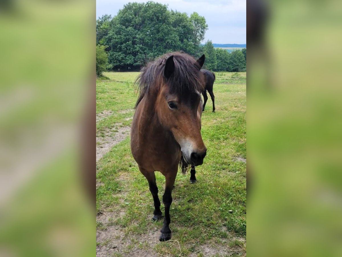 Caballos islandeses Yegua 7 años 140 cm Bayo in Rosbach vor der Höhe