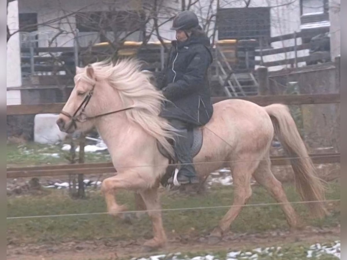 Caballos islandeses Yegua 7 años 140 cm Palomino in Meinerzhagen