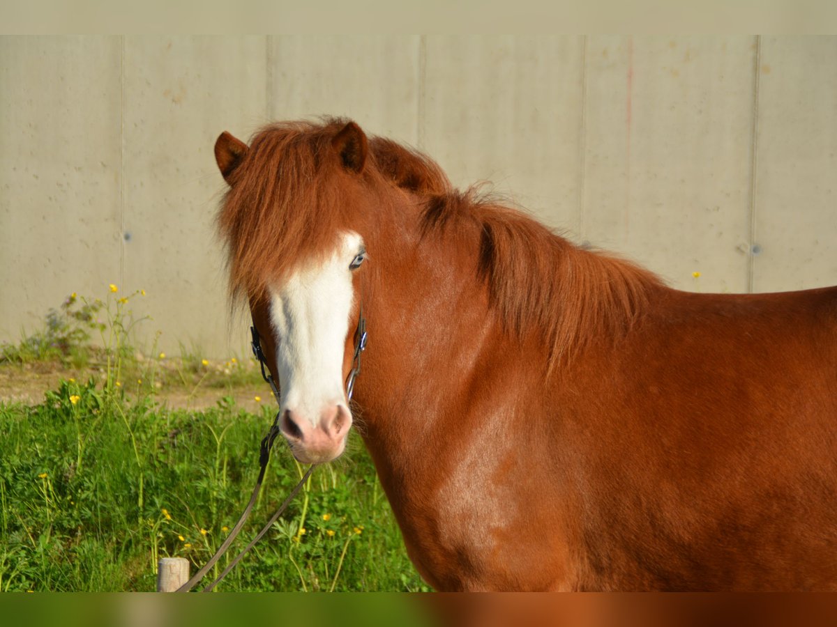 Caballos islandeses Yegua 7 años 140 cm Pío in Gotschuchen