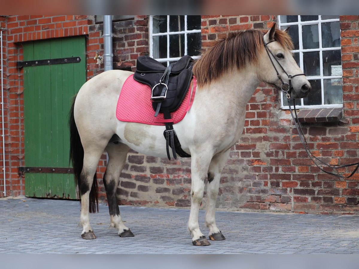 Caballos islandeses Yegua 7 años 140 cm Tobiano-todas las-capas in Blunk