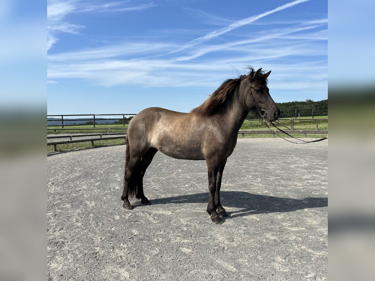 Caballos islandeses Yegua 7 años 141 cm in Overath