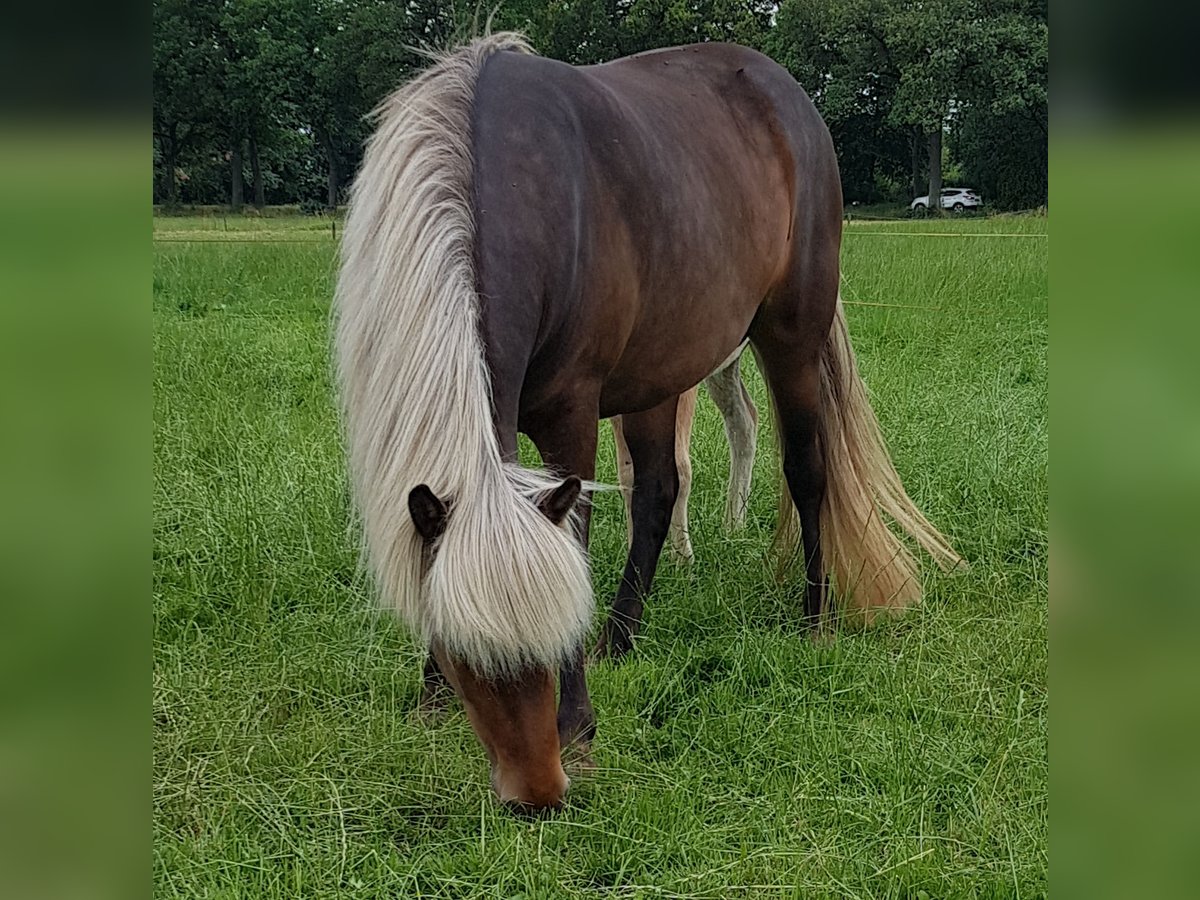 Caballos islandeses Yegua 7 años 144 cm Bayo in Oldeberkoop