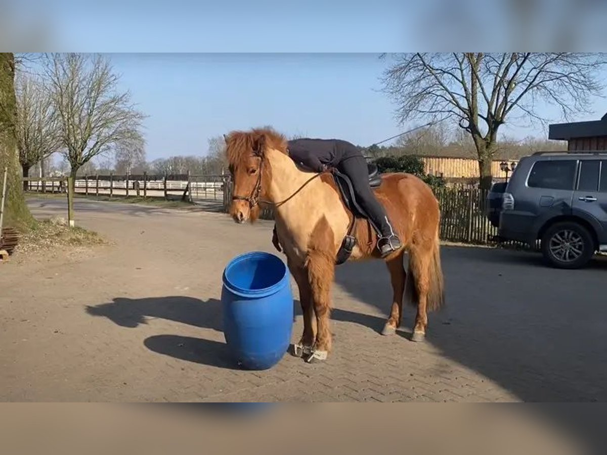 Caballos islandeses Yegua 7 años 148 cm Alazán in Schneverdingen