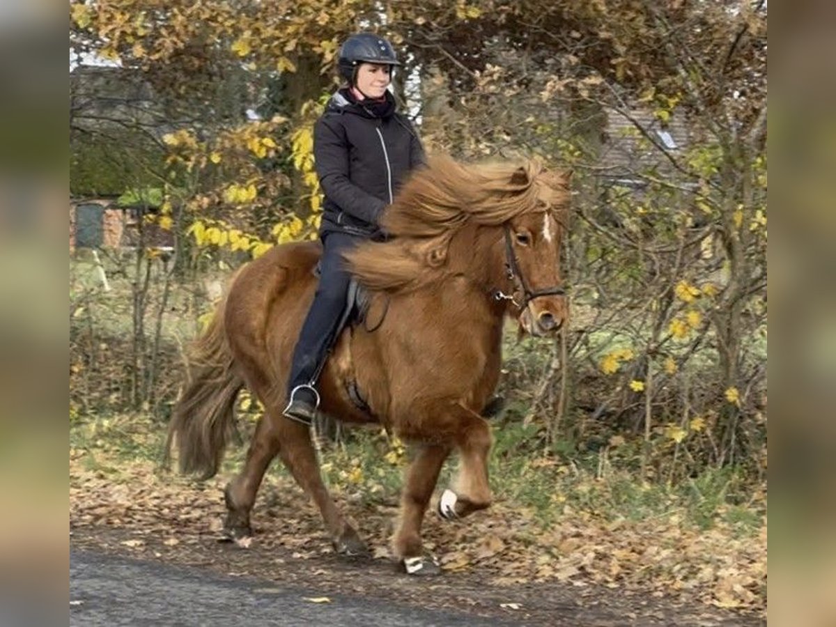 Caballos islandeses Yegua 8 años 134 cm Alazán in Schneverdingen