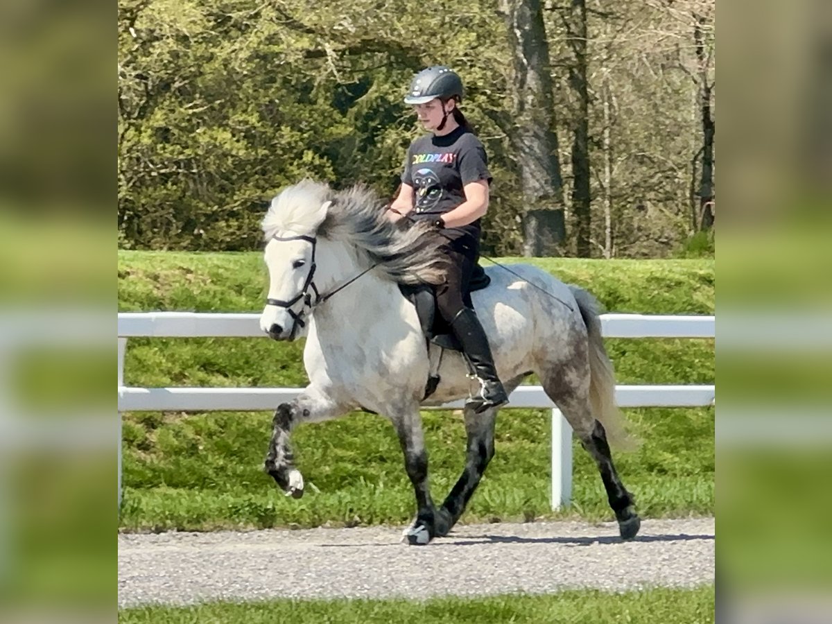 Caballos islandeses Yegua 8 años 134 cm Tordo rodado in Schechen