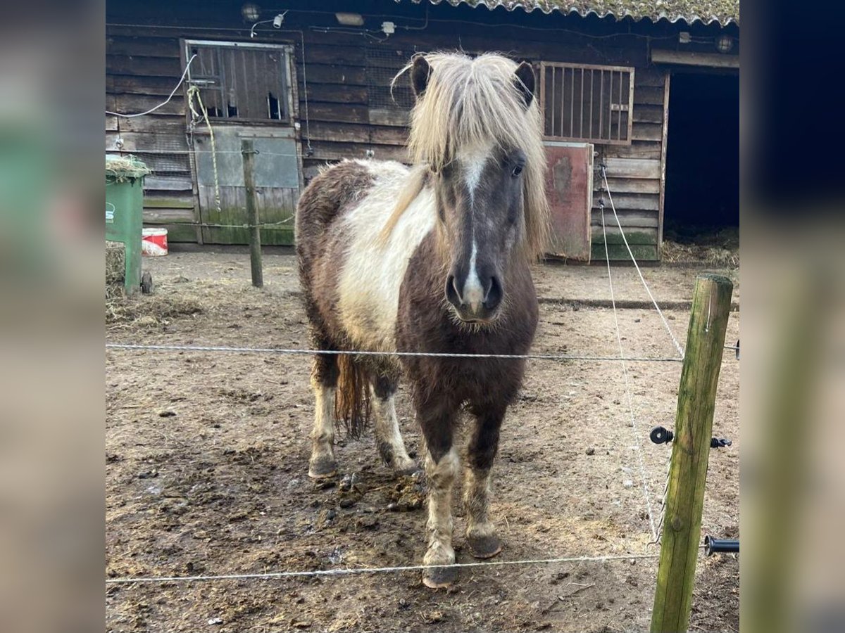 Caballos islandeses Yegua 8 años 135 cm Pío in Persingen