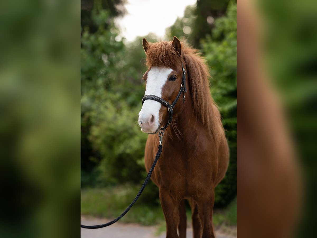 Caballos islandeses Yegua 8 años 137 cm Alazán in Rosenberg