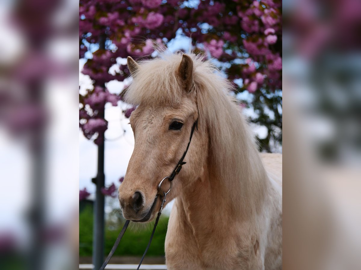 Caballos islandeses Yegua 8 años 137 cm Palomino in Stapelfeld