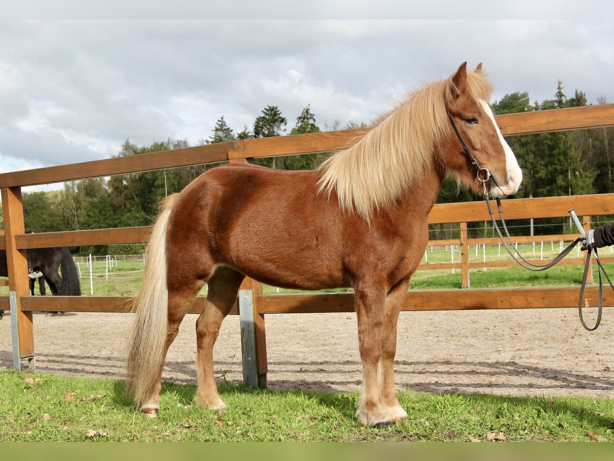 Caballos islandeses Yegua 8 años 140 cm Alazán in Soltau