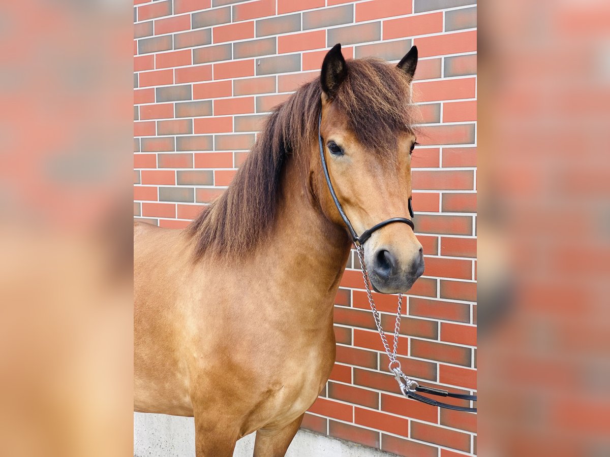 Caballos islandeses Yegua 8 años 140 cm Castaño in Zweibrücken