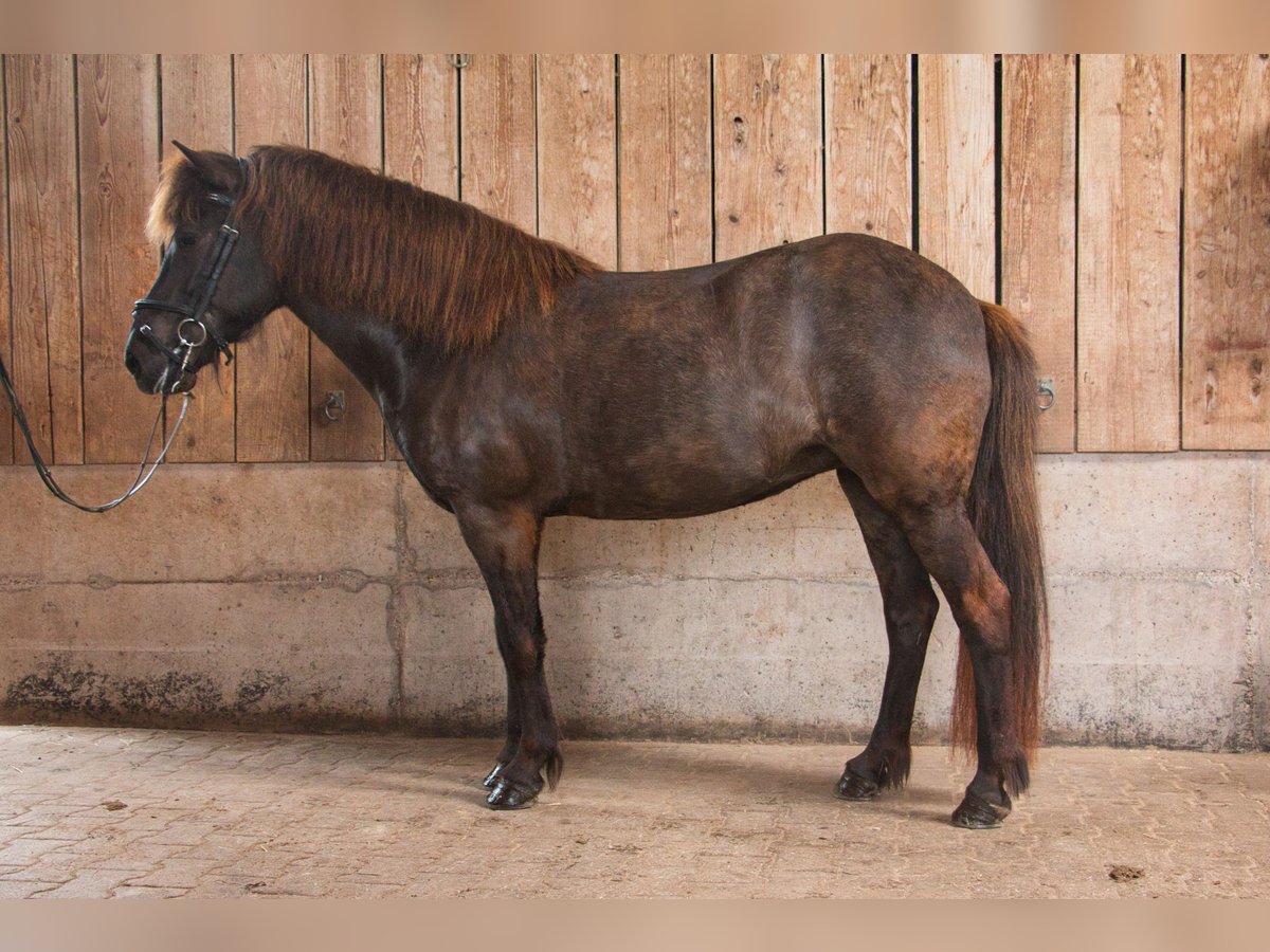 Caballos islandeses Yegua 8 años 140 cm Negro in Pfalzgrafenweiler