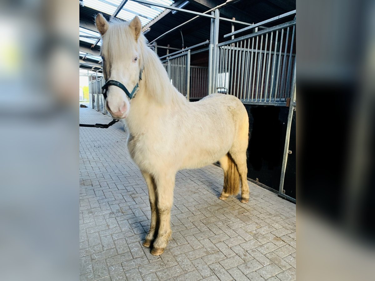 Caballos islandeses Yegua 8 años 140 cm Perlino in Vrees