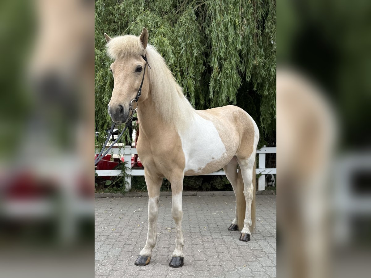 Caballos islandeses Yegua 8 años 142 cm Pío in Lochen am See