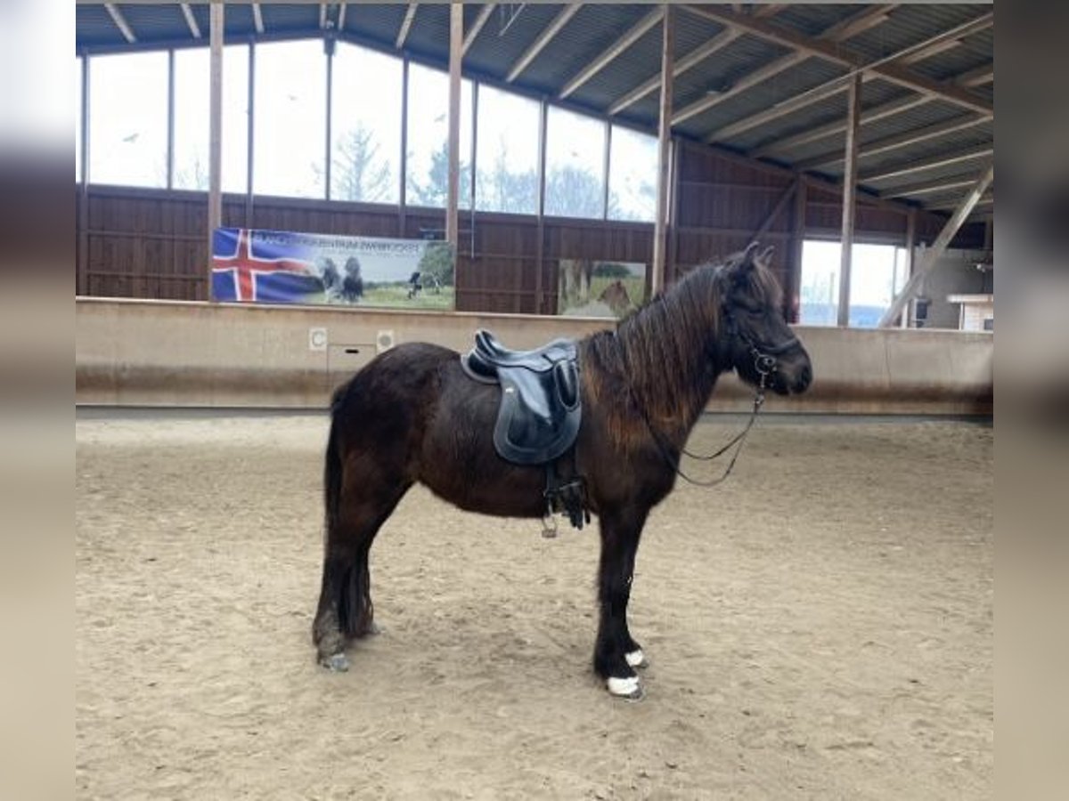 Caballos islandeses Yegua 8 años 143 cm Negro in Zweibrücken