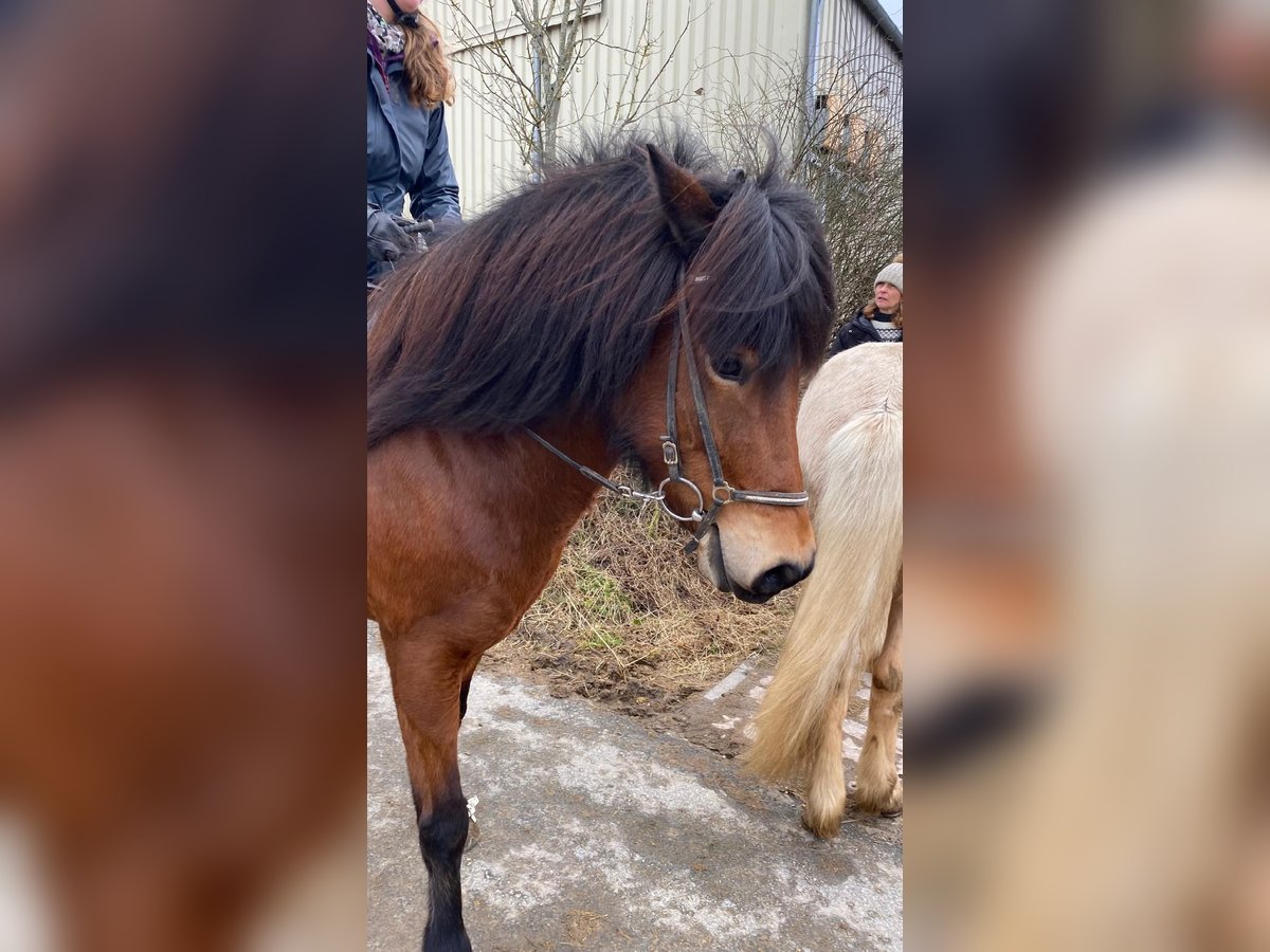 Caballos islandeses Yegua 8 años 144 cm Castaño claro in Wehrheim