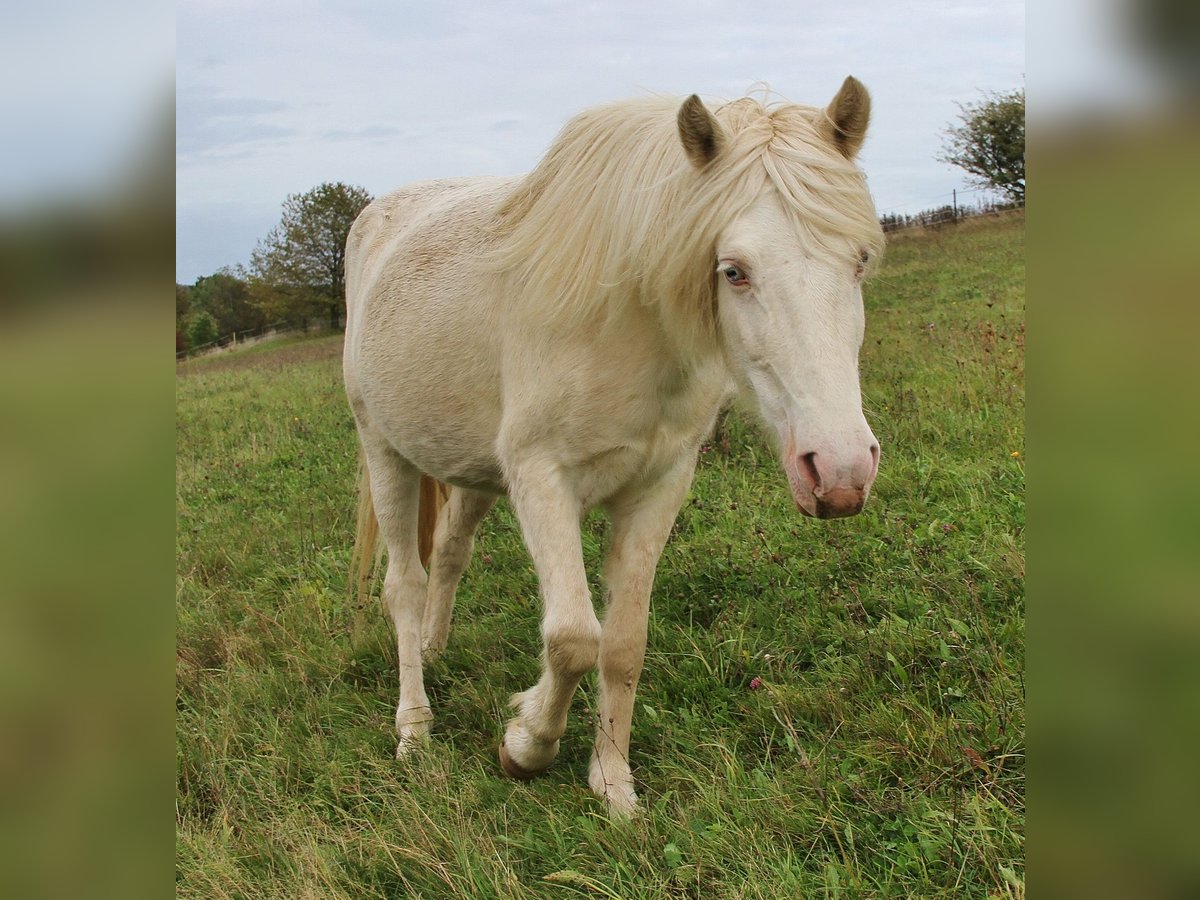 Caballos islandeses Yegua 9 años 137 cm Perlino in Saarland