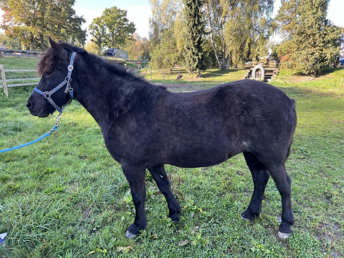 Caballos islandeses Yegua 9 años 140 cm Tordillo negro in Bad Abbach