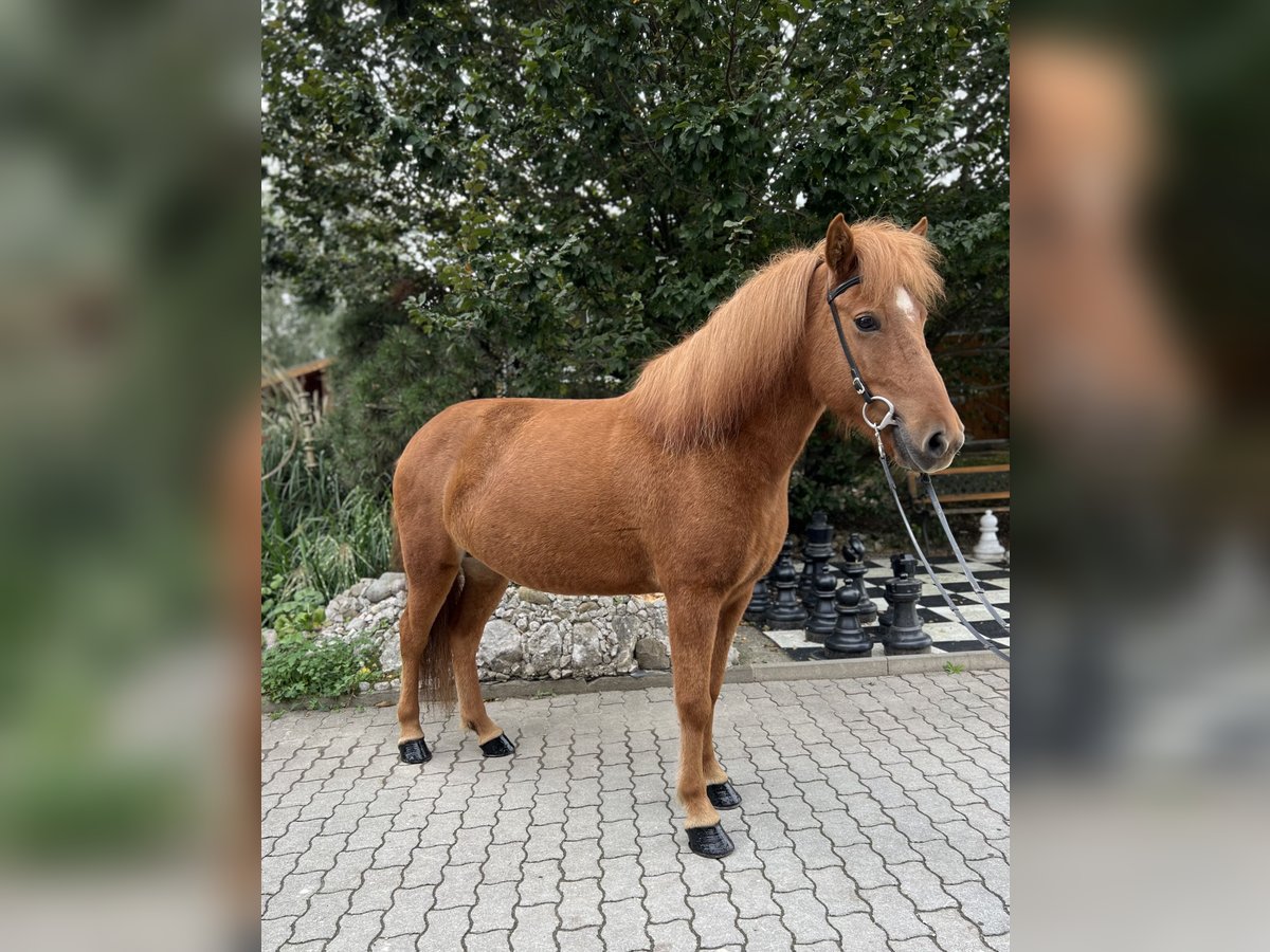 Caballos islandeses Yegua 9 años 142 cm Alazán in Lochen am See