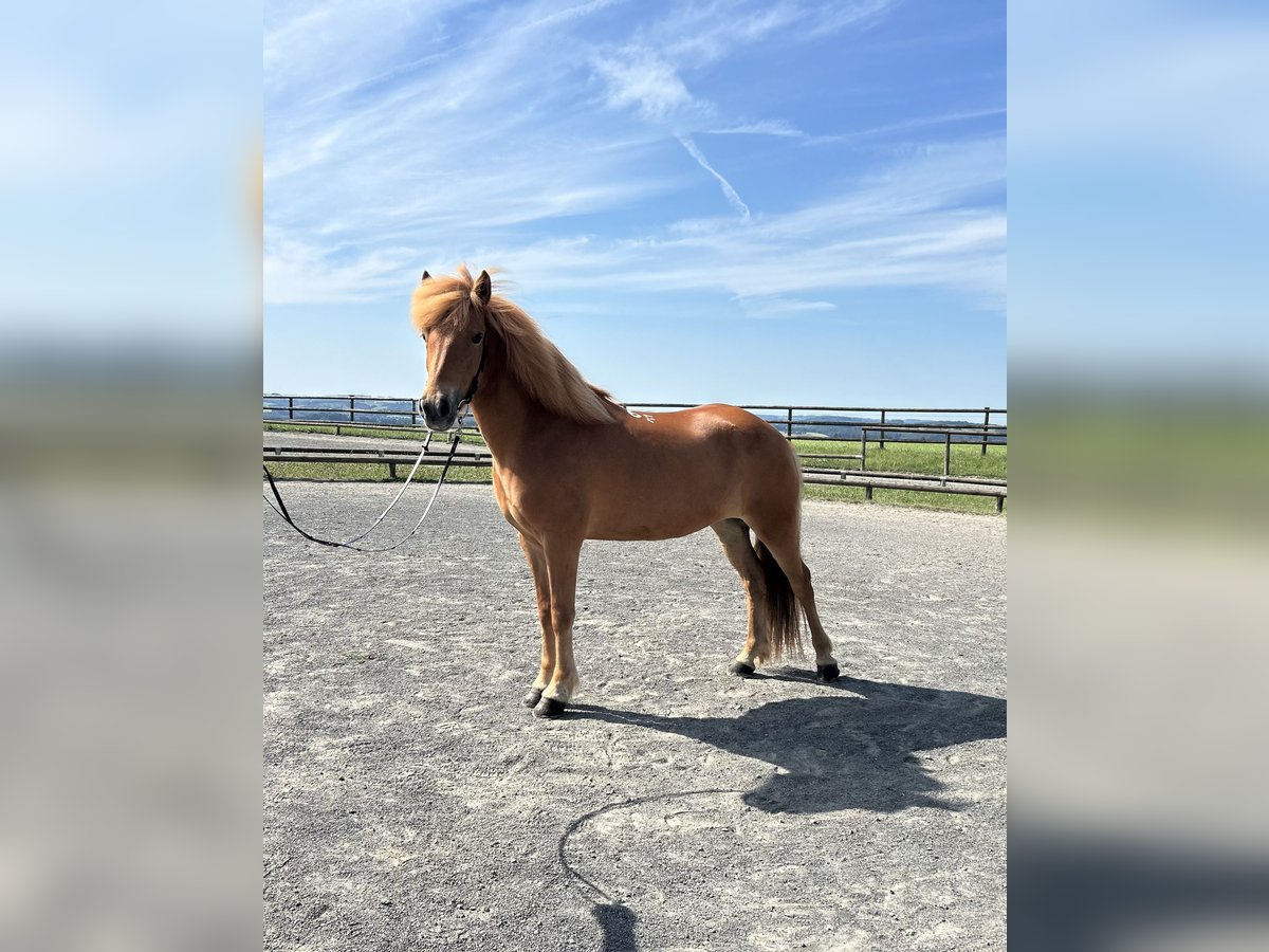 Caballos islandeses Yegua 9 años 142 cm Alazán in Overath