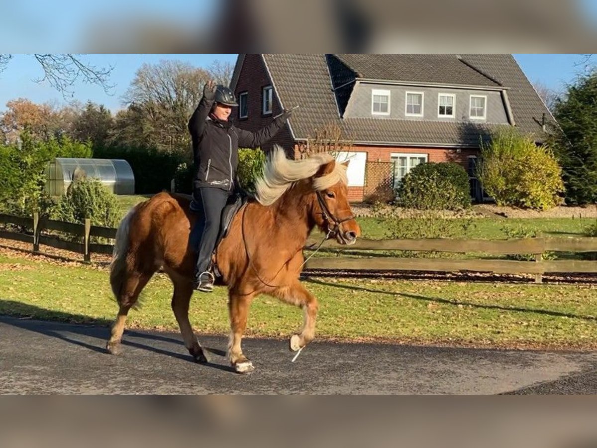 Caballos islandeses Yegua 9 años 143 cm Bayo in Schneverdingen