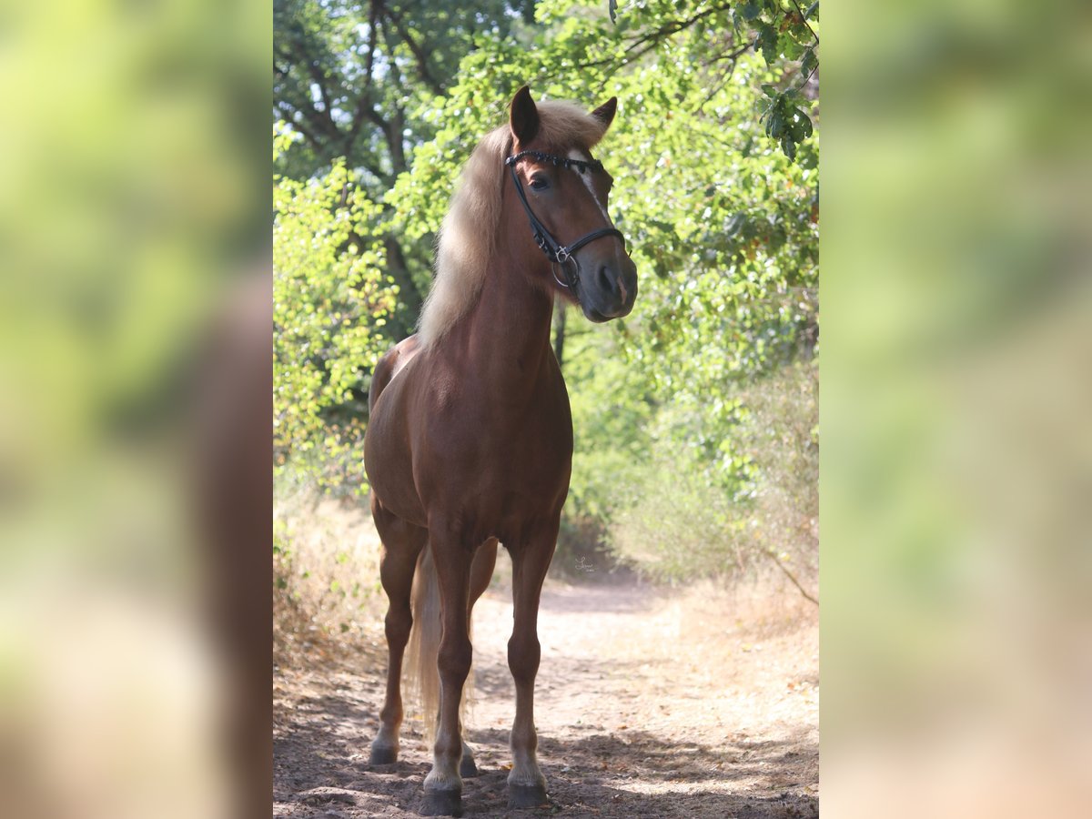 Caballos islandeses Yegua 9 años 147 cm Alazán in Waldmohr