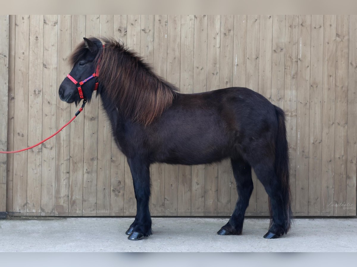 Caballos islandeses Yegua 9 años in Stra&#xDF;walchen