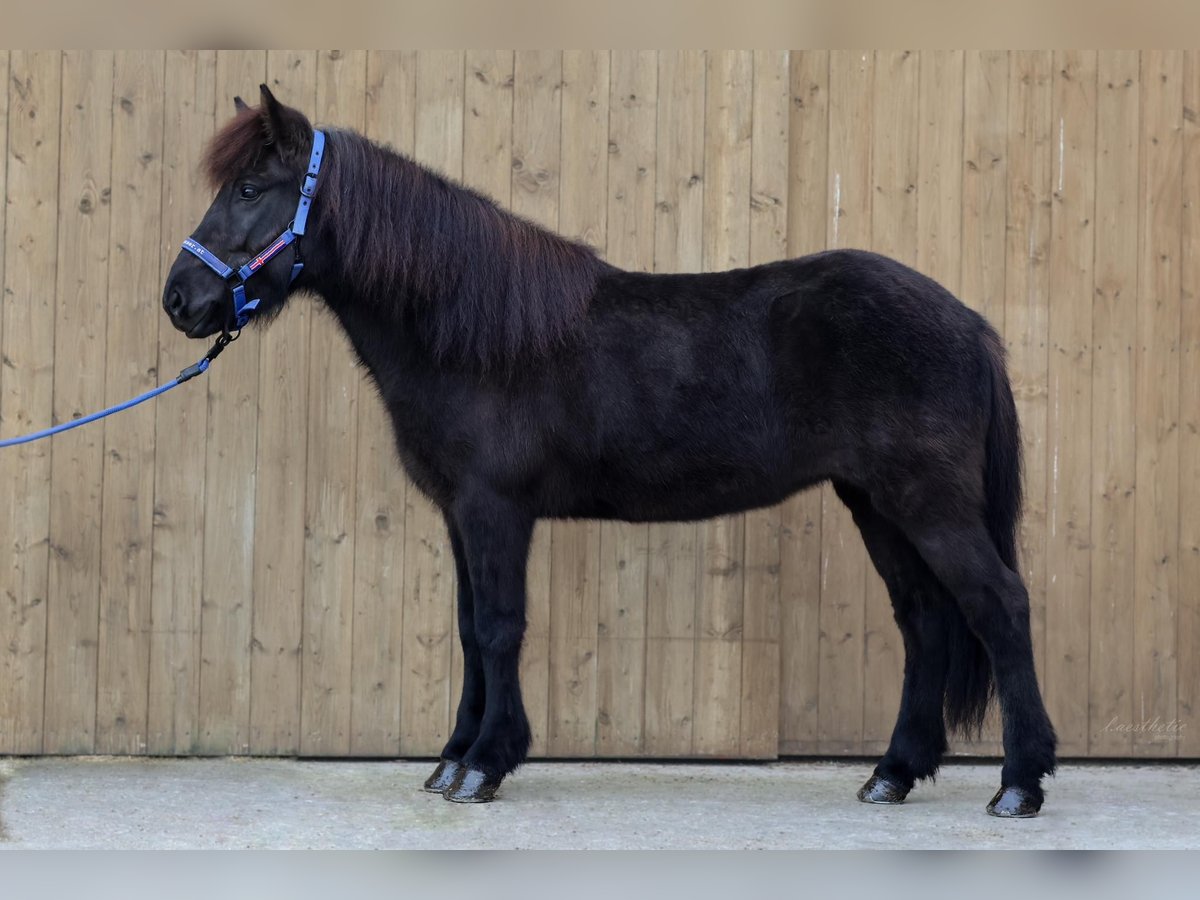 Caballos islandeses Yegua 9 años Negro in Straßwalchen