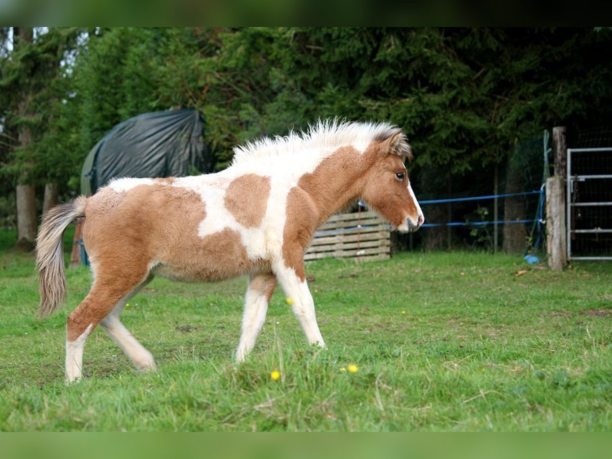 Caballos islandeses Yegua Potro (01/2024) 139 cm Tobiano-todas las-capas in GOVEN