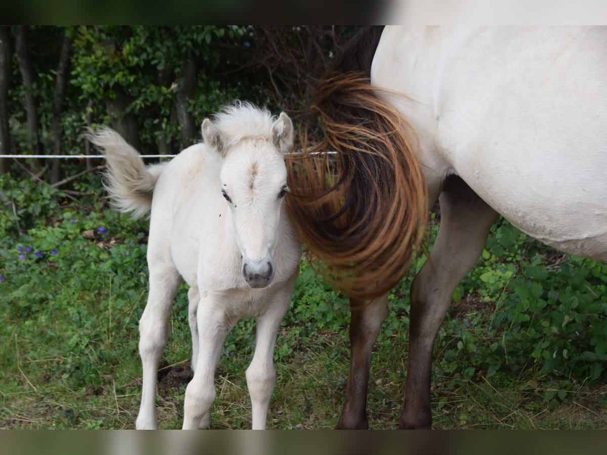 Caballos islandeses Yegua Potro (01/2025) in w&#xF6;llersdorf