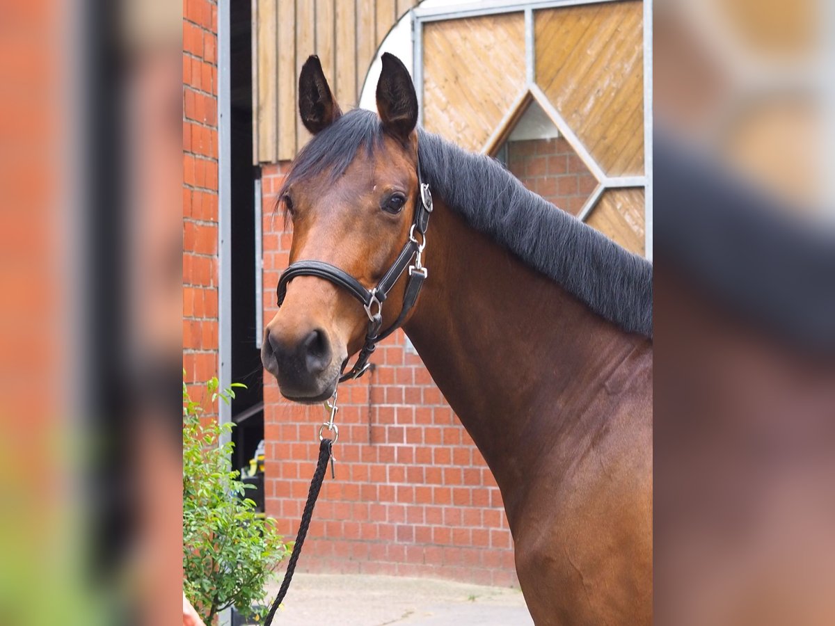 Cavallo da sella tedesco Giumenta 9 Anni 167 cm Baio in Legden